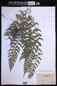 Polystichum formosanum image