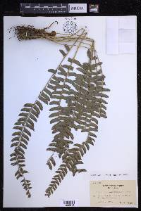 Polystichum deltodon image