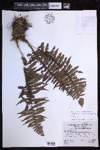 Dryopteris wallichiana image