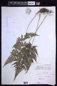 Dryopteris sparsa image