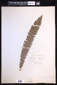 Polystichum lonchitis image