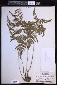 Dryopteris sparsa image