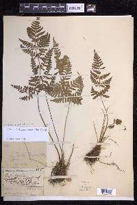 Dryopteris sparsa image