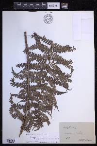 Polystichum discretum image