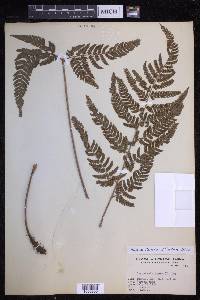 Dryopteris varia image