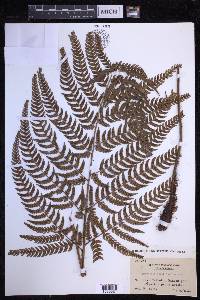 Dryopteris varia image