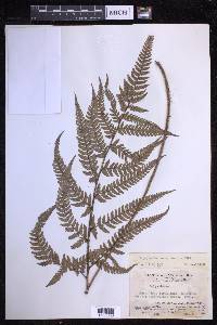 Dryopteris varia image