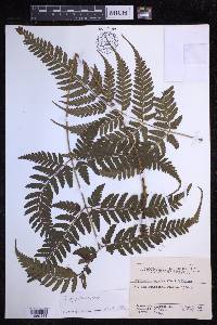 Dryopteris sparsa image