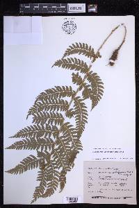 Polystichum discretum image