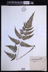 Dryopteris sparsa image