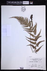 Polystichum luctuosum image