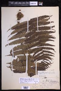 Dryopteris wallichiana image