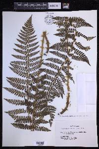 Polystichum braunii image