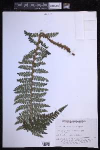 Polystichum igaense image