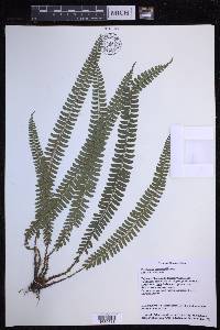 Polystichum hecatopterum image