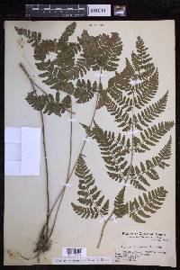 Dryopteris sparsa image