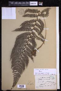 Polystichum discretum image