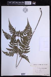 Dryopteris sparsa image