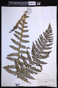 Polystichum braunii image