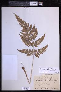 Dryopteris sparsa image