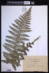Polystichum braunii image