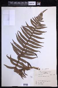 Dryopteris wallichiana image