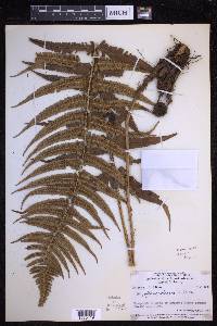 Dryopteris wallichiana image