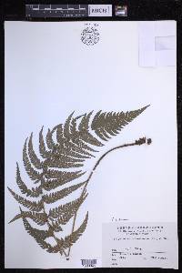 Polystichum luctuosum image