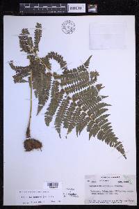 Polystichum discretum image