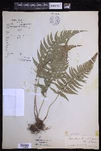 Polystichum luctuosum image