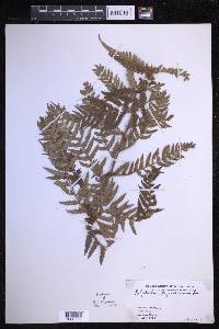 Polystichum keysserianum image