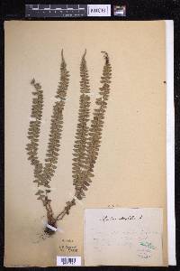 Polystichum levingei image