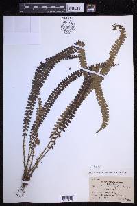 Polystichum levingei image