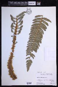 Polystichum hillebrandii image