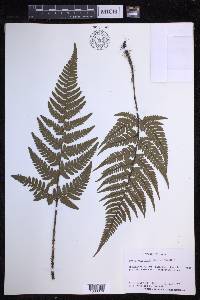 Dryopteris varia image