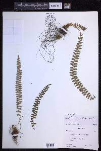 Polystichum levingei image