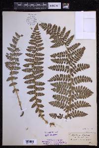 Polystichum braunii image