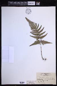 Dryopteris varia image