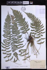 Polystichum formosanum image