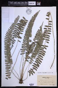 Polystichum deltodon image