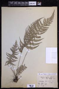 Polystichum luctuosum image