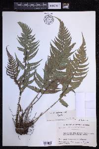 Polystichum luctuosum image