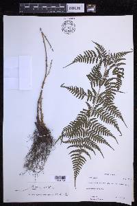 Dryopteris sparsa image