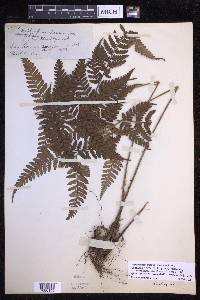 Dryopteris sparsa image