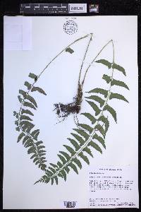 Polystichum formosanum image