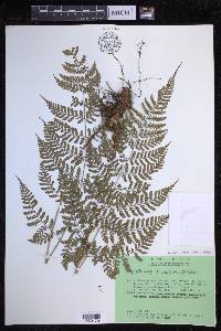 Dryopteris sparsa image