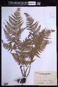 Dryopteris sacrosancta image