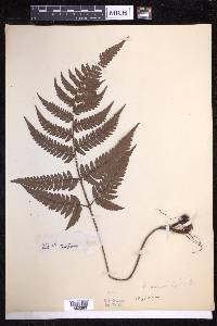 Dryopteris varia image