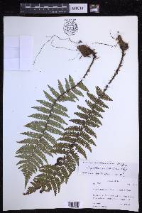 Dryopteris xanthomelas image