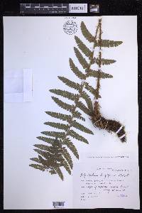 Polystichum longifrons image